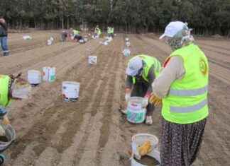 Türkiye’deki Orman İşçisi Kadın Sayısı ve Çalışma Koşulları trkiyedeki-orman-iisi-kadn-says-ve-alma-koullar