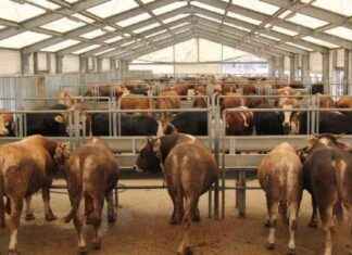 İstanbul’da Kurbanlık Satışı İçin Yeni Tesisler Açılıyor istanbulda-kurbanlk-sat-iin-yeni-tesisler-alyor