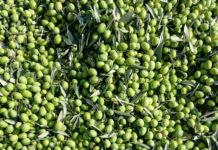 Edremit Belediye Emlak Vergisi Ödeme: Kolay ve Hızlı Rehber