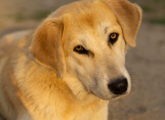 Sahibinden Emlak Fırsatları: Kaçırılmayacak Evler ve İpuçları