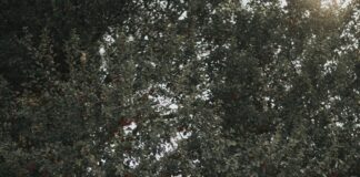 Kocasinan Belediyesi Emlak Vergisi Ödeme: Kolay ve Hızlı Rehber