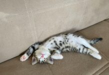 Selçuklu Belediyesi Emlak Vergisi Ödeme: Kolay Yöntemler ve İpuçları