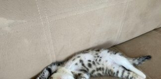 Selçuklu Belediyesi Emlak Vergisi Ödeme: Kolay Yöntemler ve İpuçları