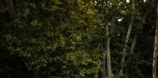 Kağıthane Belediyesi Emlak Vergisi Ödeme: Kolay Yöntemler ve İpuçları