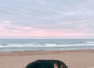 Dost Emlak İle Hayalinizdeki Evi Kolayca Bulmanın Sırları