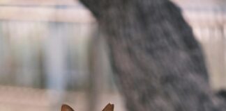 Bornova Belediyesi Emlak Vergisi Ödeme Nasıl Kolayca Yapılır?