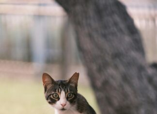 Bornova Belediyesi Emlak Vergisi Ödeme Nasıl Kolayca Yapılır?