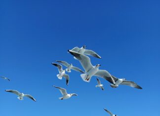 Gül Emlak İle Hayalinizdeki Evi Kolayca Bulmanın Sırları