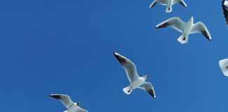 Emlak Konut Başakşehir Evleri İkinci Etap: Kaçırılmayacak Fırsat!