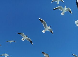 Emlak Konut Başakşehir Evleri İkinci Etap: Kaçırılmayacak Fırsat!