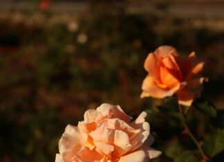 Gebze Belediyesi Emlak Vergisi Hakkında Bilmeniz Gerekenler!