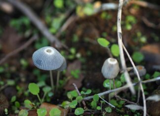 Emlak Vergisi Muafiyeti Dilekçesi E-Devlet İle Nasıl Alınır?