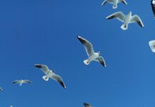 Başakşehir Belediyesi Emlak Vergisi Ödeme: Nasıl Kolayca Yapılır?