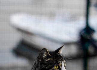 Gebze Emlak Konutları İlkokulu Hakkında Bilmeniz Gerekenler